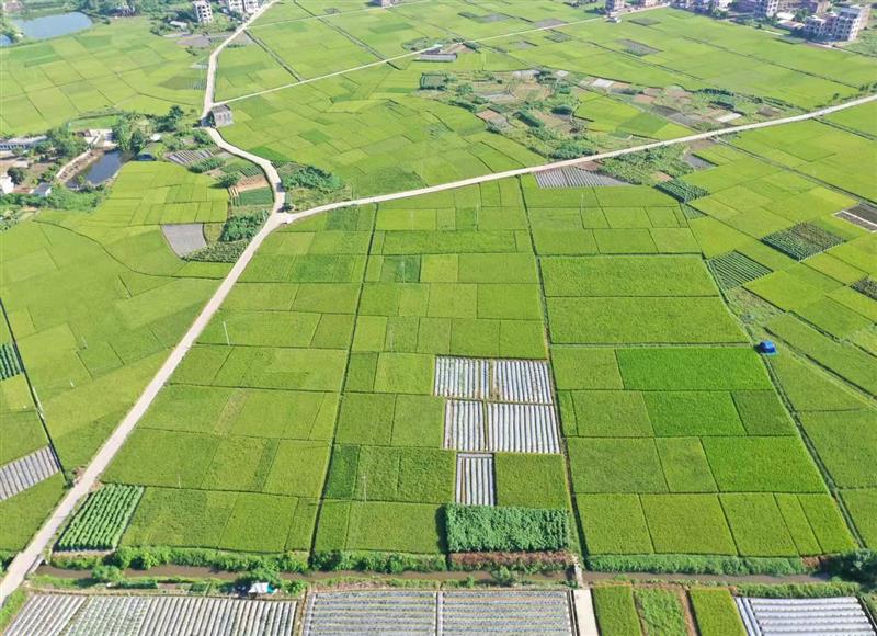 广东化州市：生产托管让“小农户”接轨···