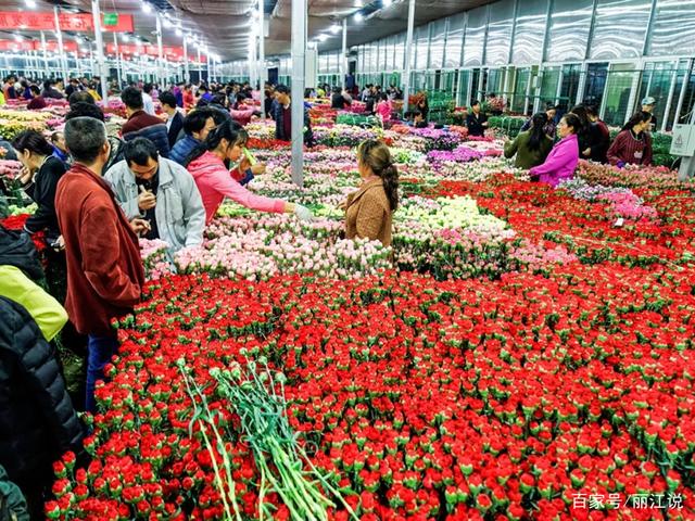 昆明斗南：亚洲最大的花卉市场