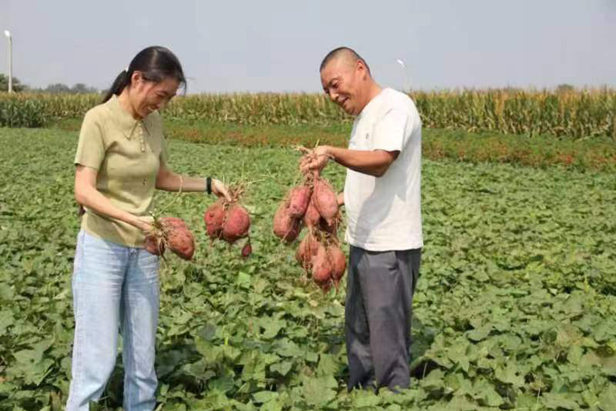 河南襄城十里铺镇：红薯产业选对头 农···