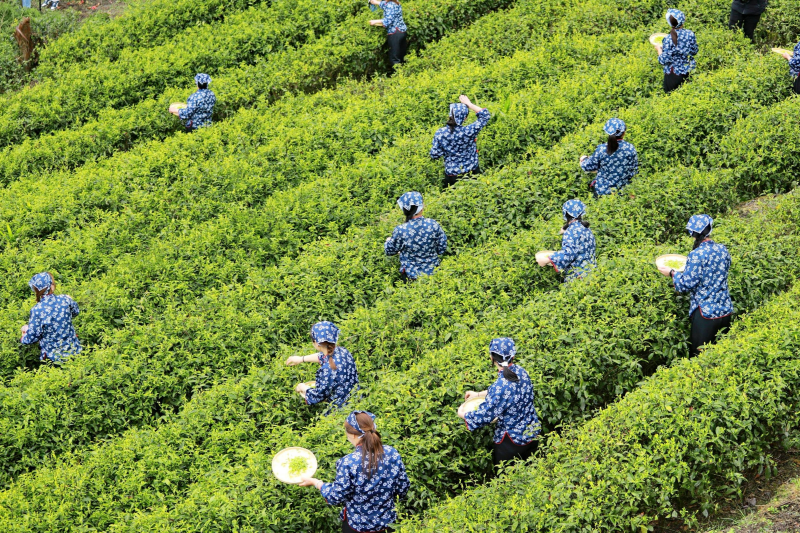 汶川水磨：汶川之南有好茶 产业融合展···